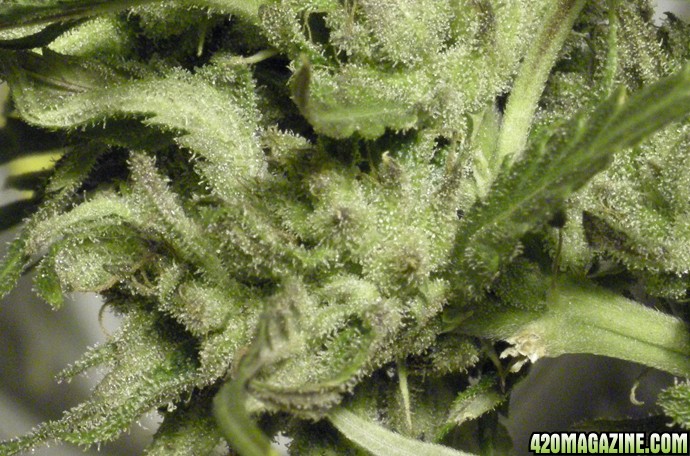 Grumpy_s_closeup_bud_1.jpg