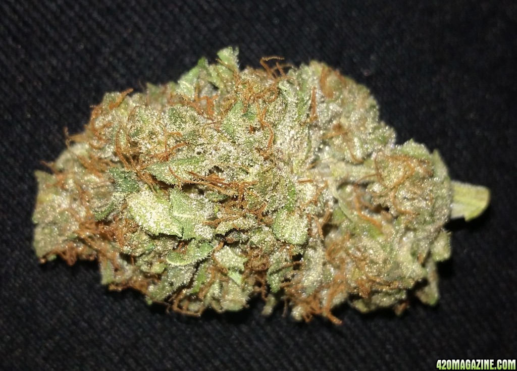 Liberty-Haze-TPC01.jpg