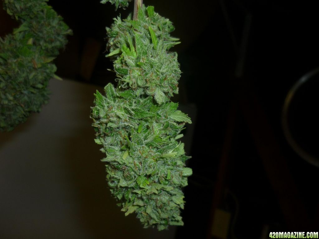 Oct_1st_Small_Plant_Bud_Shot4.JPG