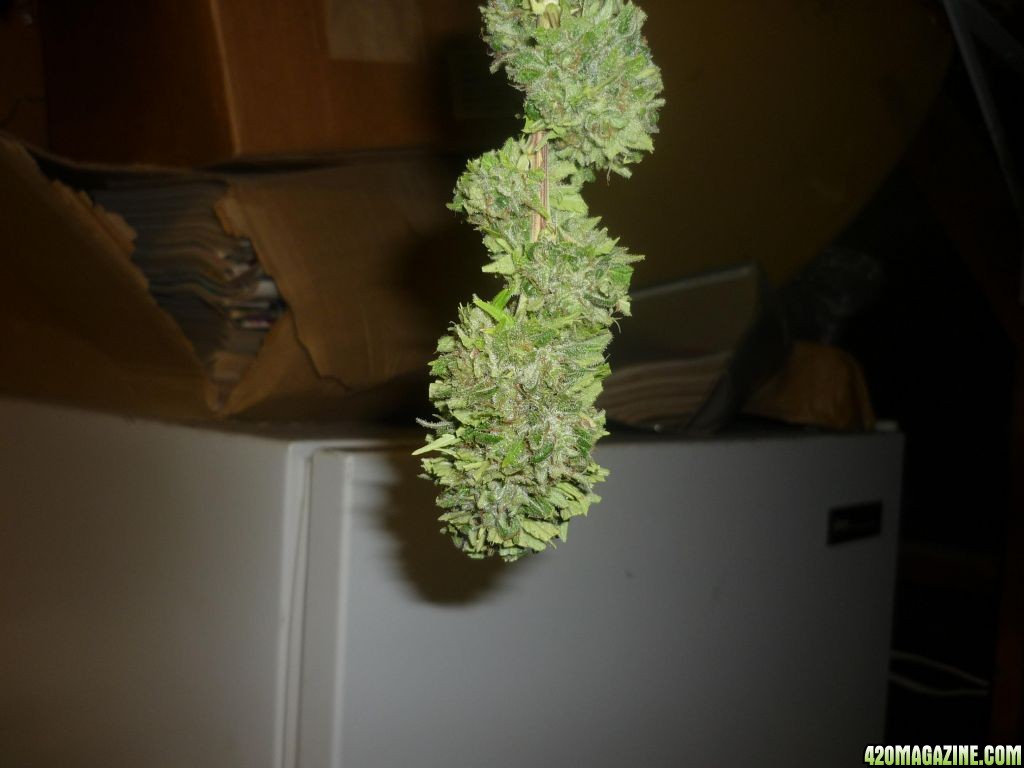 Oct_1st_Small_Plant_Bud_shot7.JPG