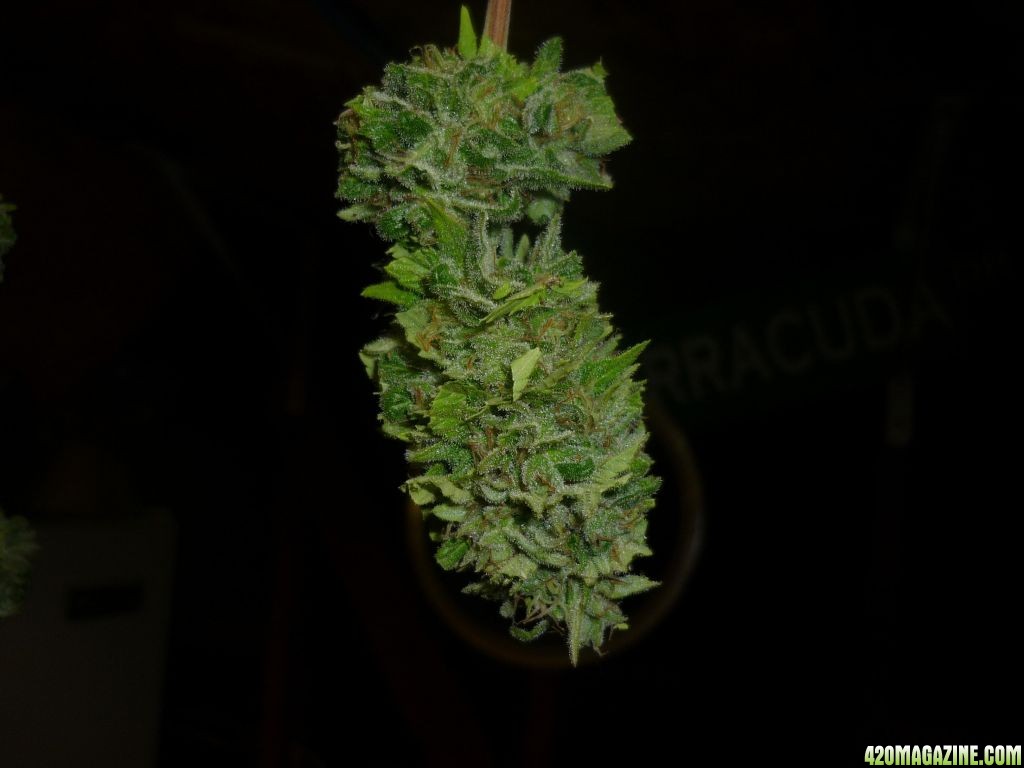 Oct_1st_Small_Plant_bud_Shot6.JPG