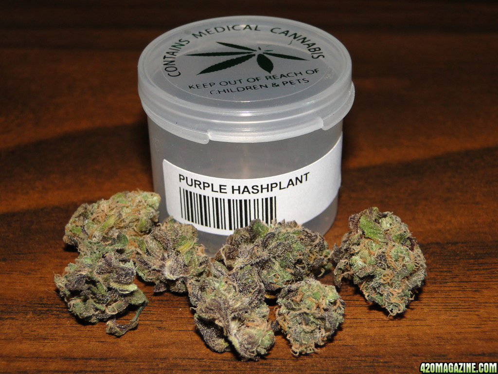 Purple_Hashplant.JPG