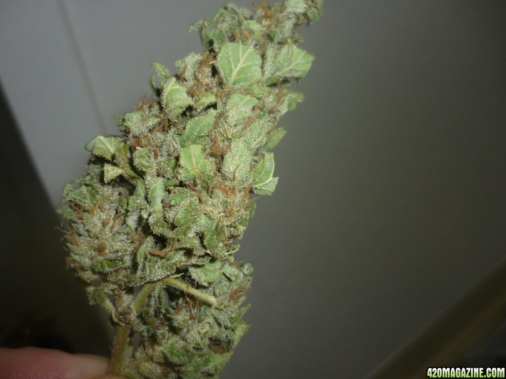 Sept_30th_Blue_Widow_Bud_Shots2.JPG