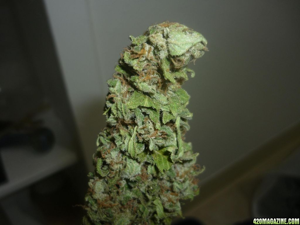 Sept_30th_Blue_Widow_Bud_Shots4.JPG