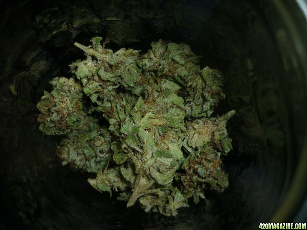 Sept_30th_Blue_Widow_Bud_Shots6.JPG