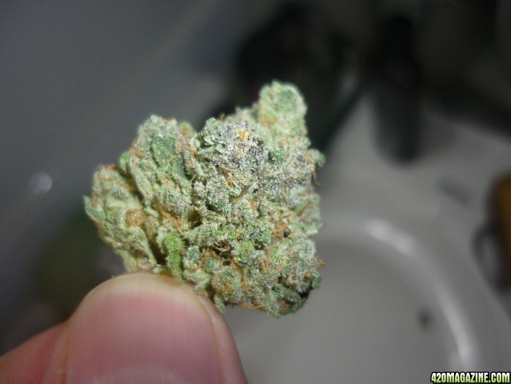 Sept_Kushberry_Close_Up.JPG