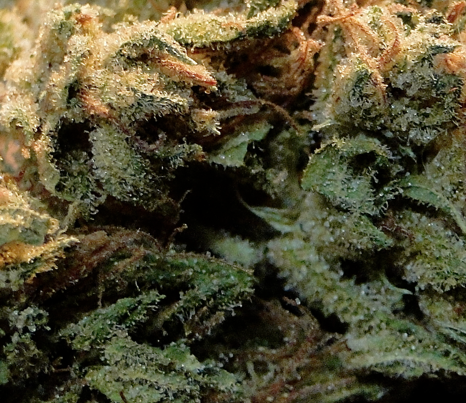 Silver_Fox-Pheno_3_Macro_Shot.png