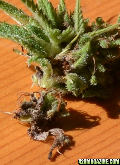 bud_rot_21.JPG