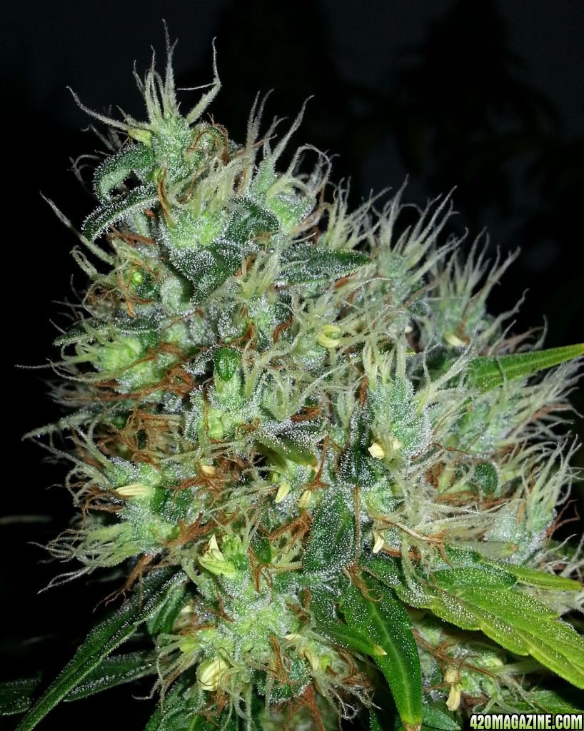 Blue Dream Hermaphrodite - 420 Magazine Photo Gallery