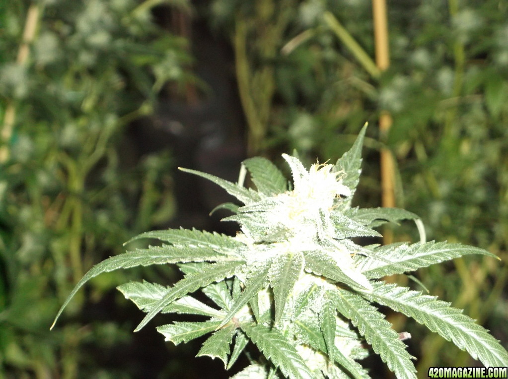 indoor_grow_018.jpg