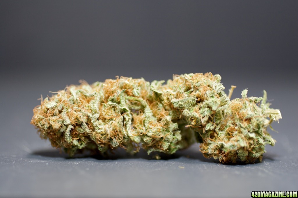 lbh_indoor_buds_2011_1.jpg