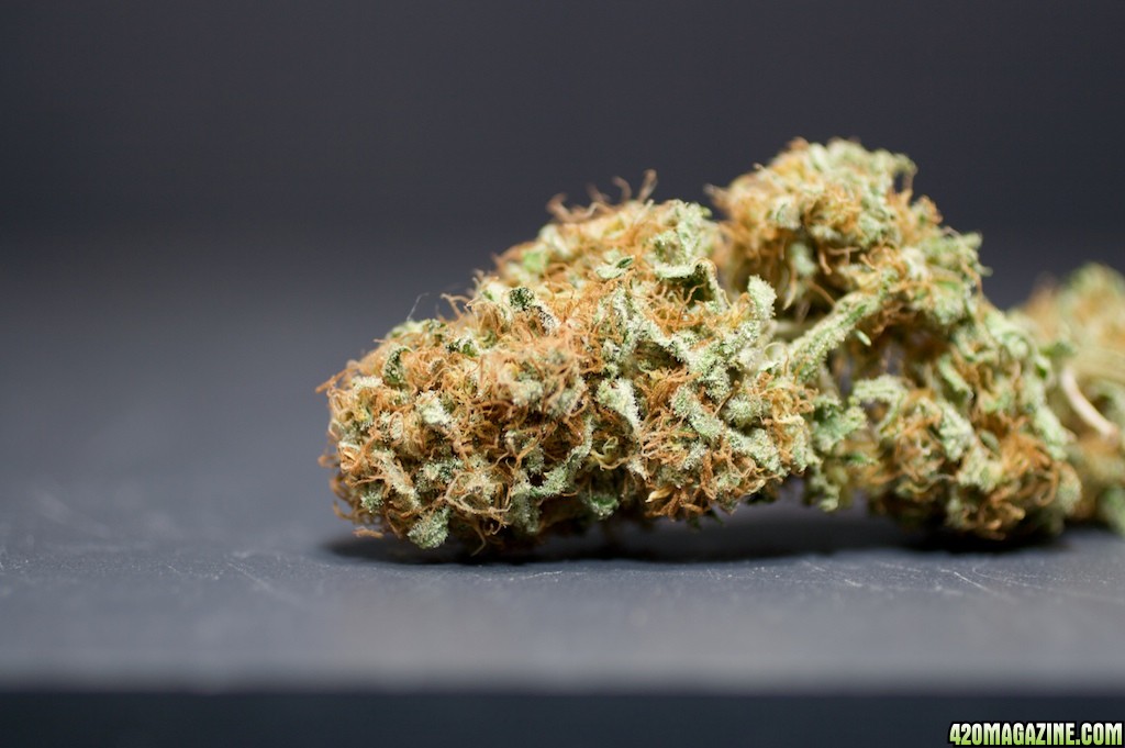 lbh_indoor_buds_2011_3.jpg