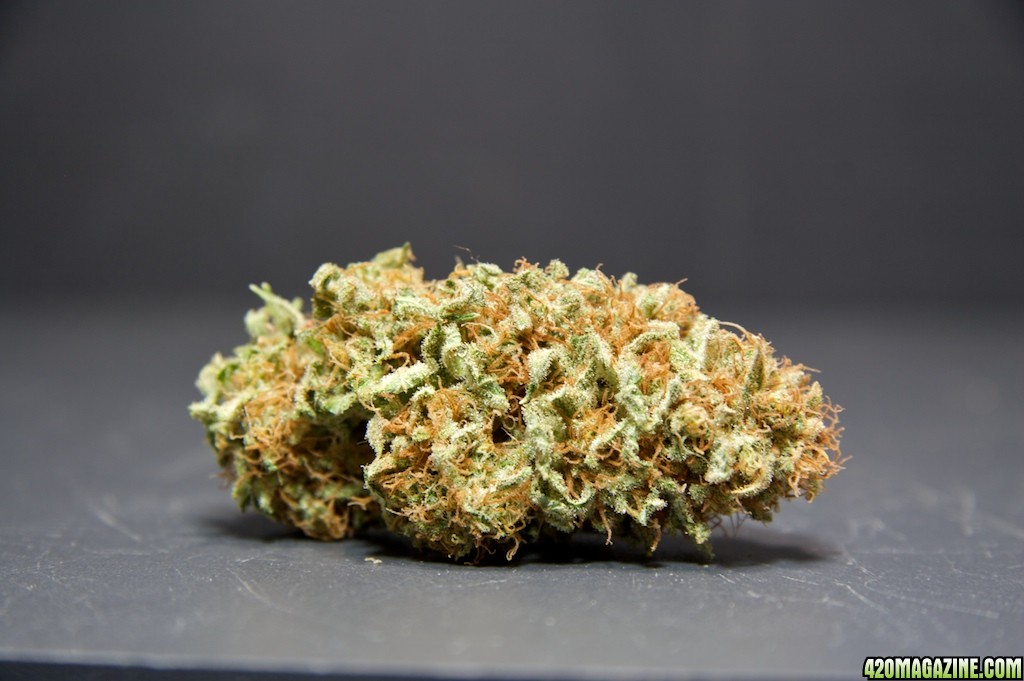 lbh_indoor_buds_2011_4.jpg