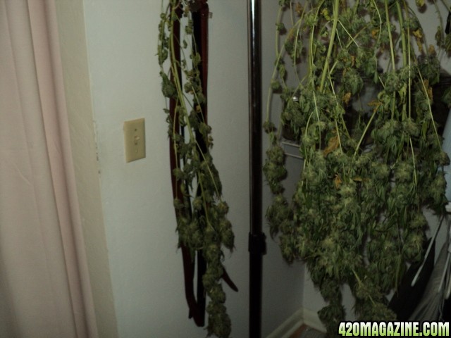 white_widow_still_drying.JPG