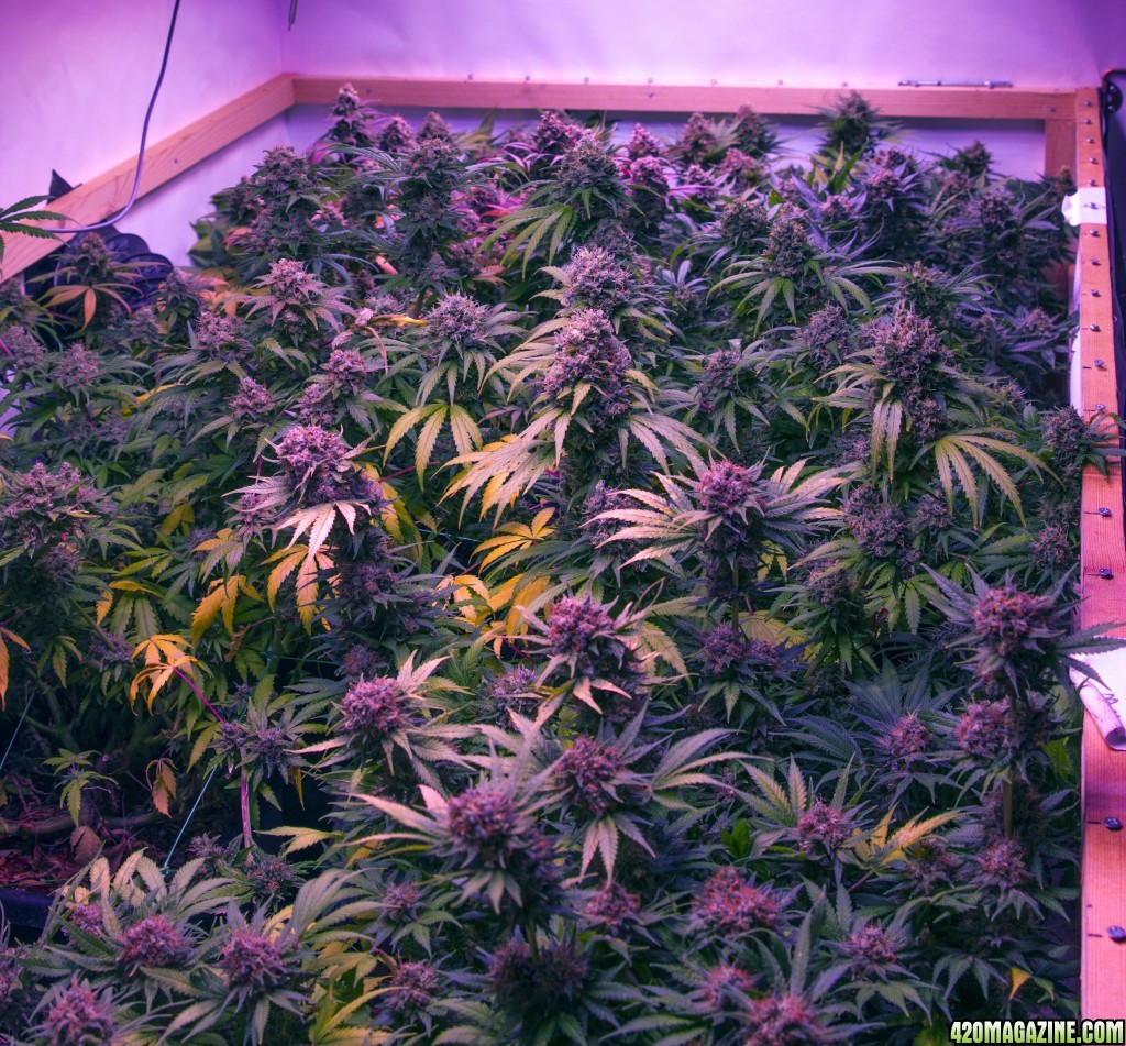 005_-_full_grow.jpg