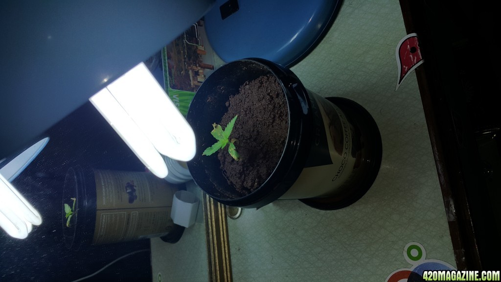 02-Feb_Seedling_Therapy.jpg