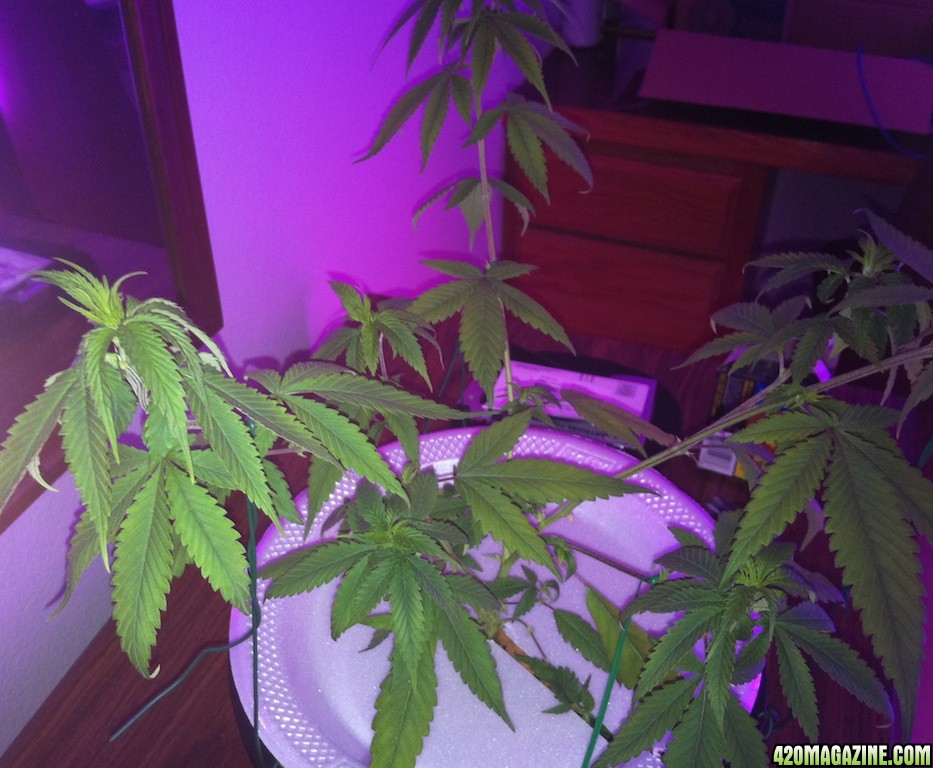 1_of_3_Bubba_Kush_Skunk_clone_cutting_taken_on_6-14-2011.jpg