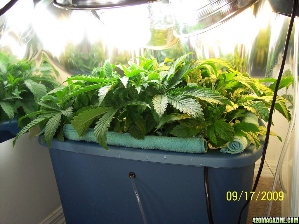 2009_Grow_00127.jpg