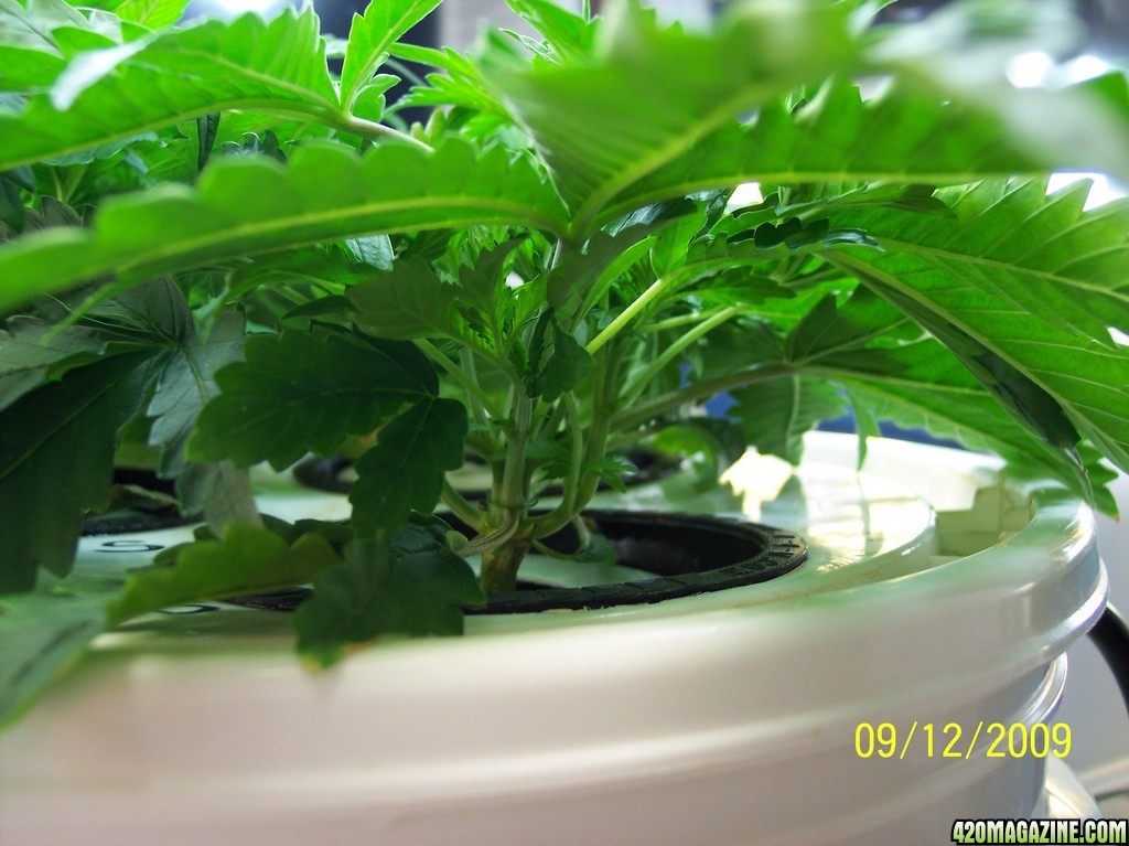 2009_Grow_00216.jpg