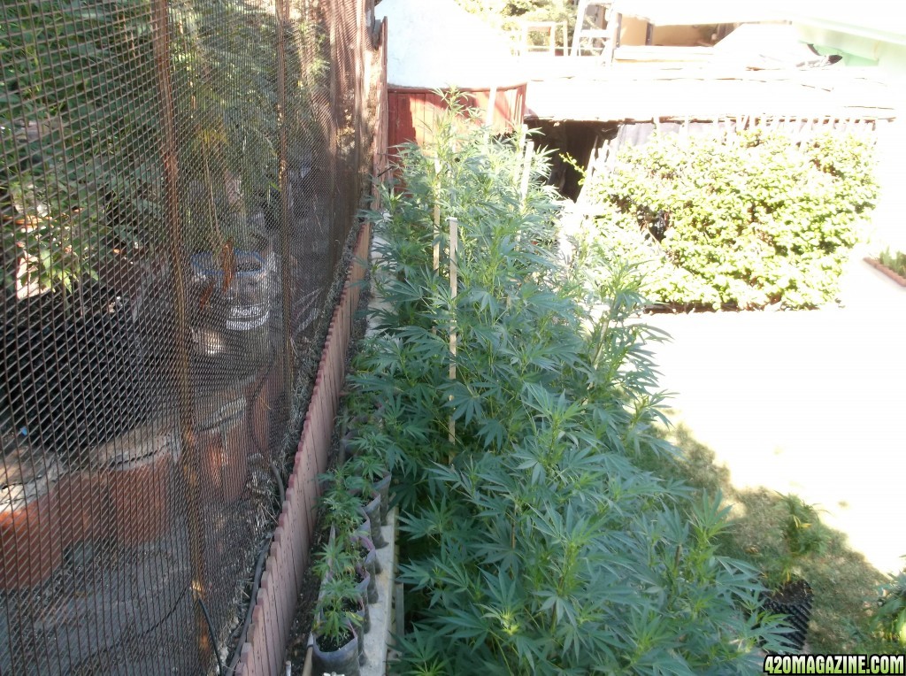 2014_Out_Door_Update_Cage_Planters_1_and_2_and_Miscellanious_012.jpg