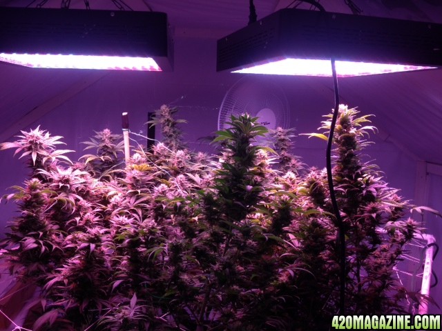 6-5_6week_flower.JPG