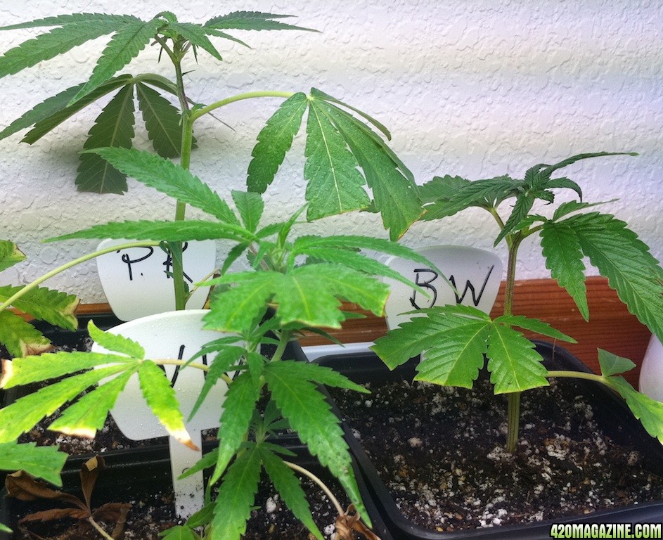 7-20-2011_cuttings_blue_widow_WW_and_Purple_Kush.jpg