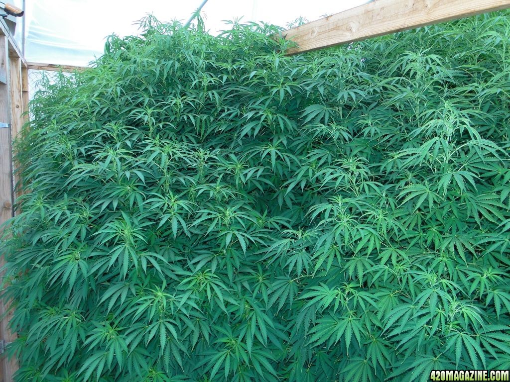 9_Ft_Grand_Daddy_Purple_x_AK-47_in_preflower.JPG