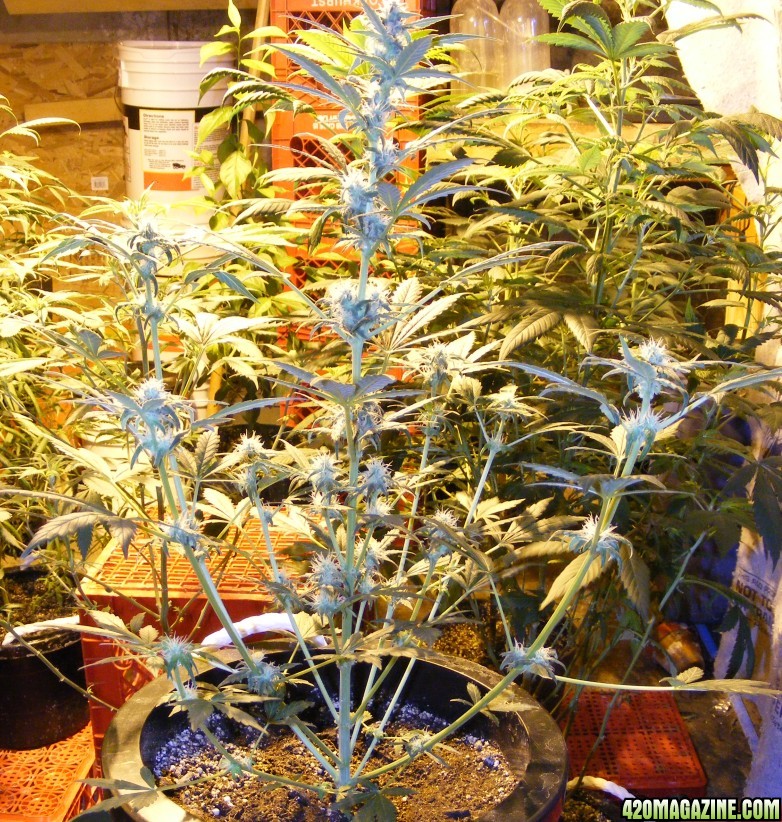 Auto_Berry_43_days_from_seed_2_.JPG