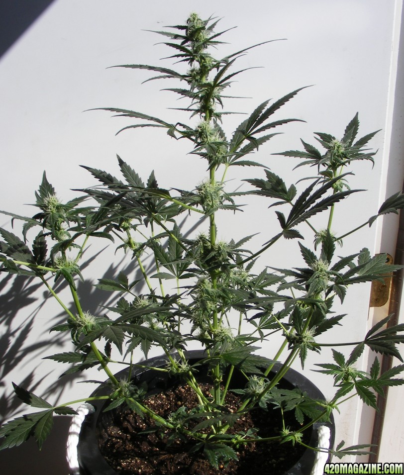 Auto_Berry_45_days_From_seed_1_.JPG