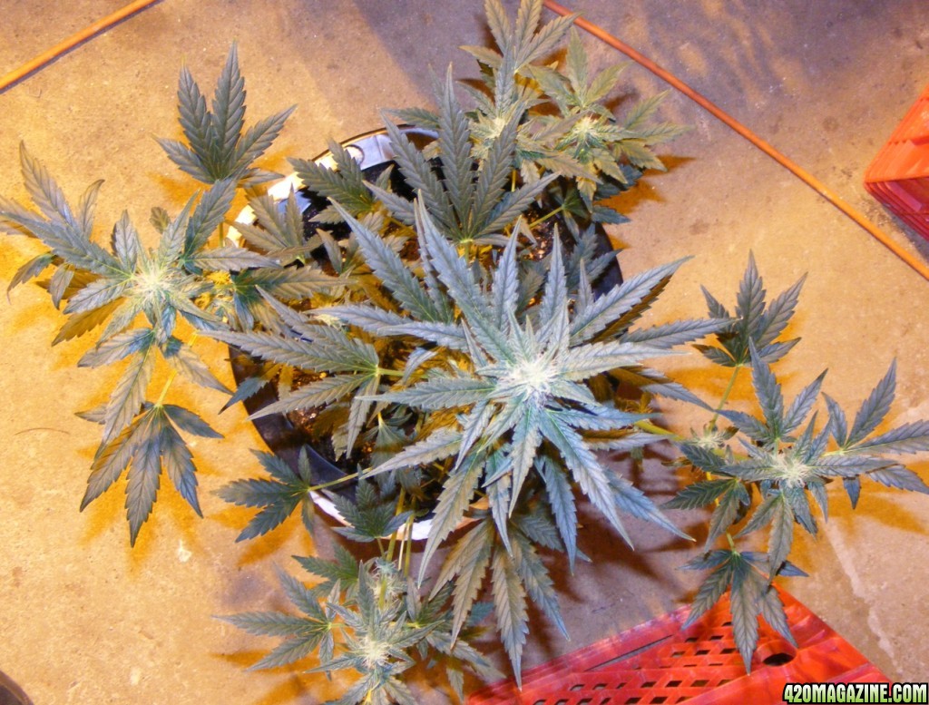 Auto_Berry_45_days_From_seed_2_.JPG