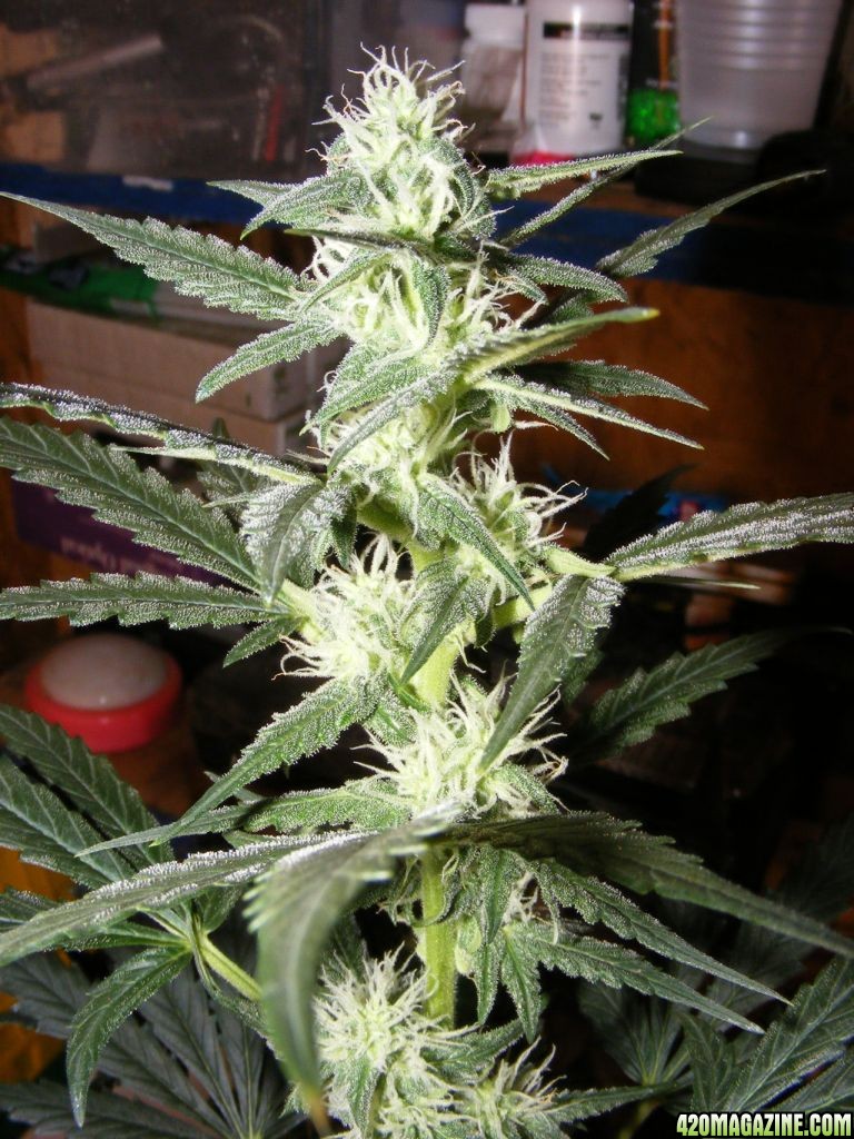 Auto_Berry_45_days_From_seed_4_.JPG