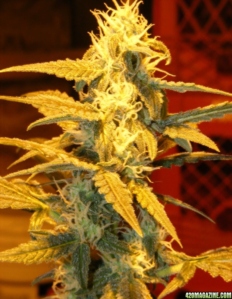 Auto_Berry_50_Days_From_Seed_1_.JPG