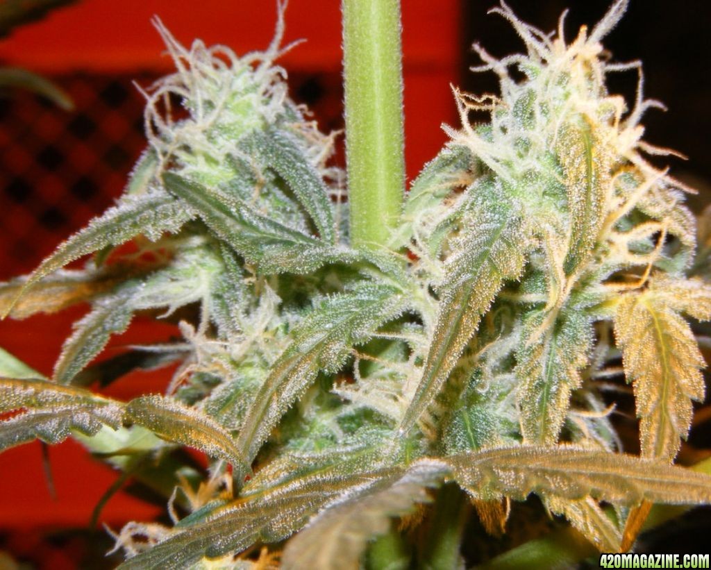 Auto_Berry_50_Days_From_Seed_2_.JPG