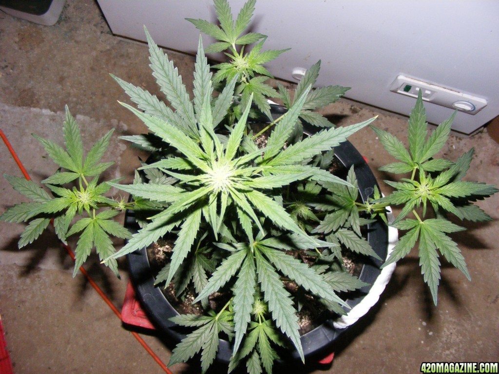 Auto_Berry_Day_35_From_seed_Flowering_1_.JPG