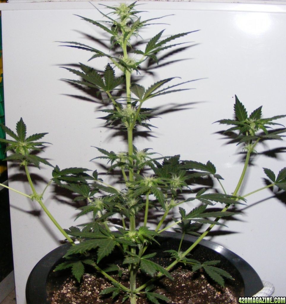 Auto_Berry_Day_35_From_seed_Flowering_2_.JPG