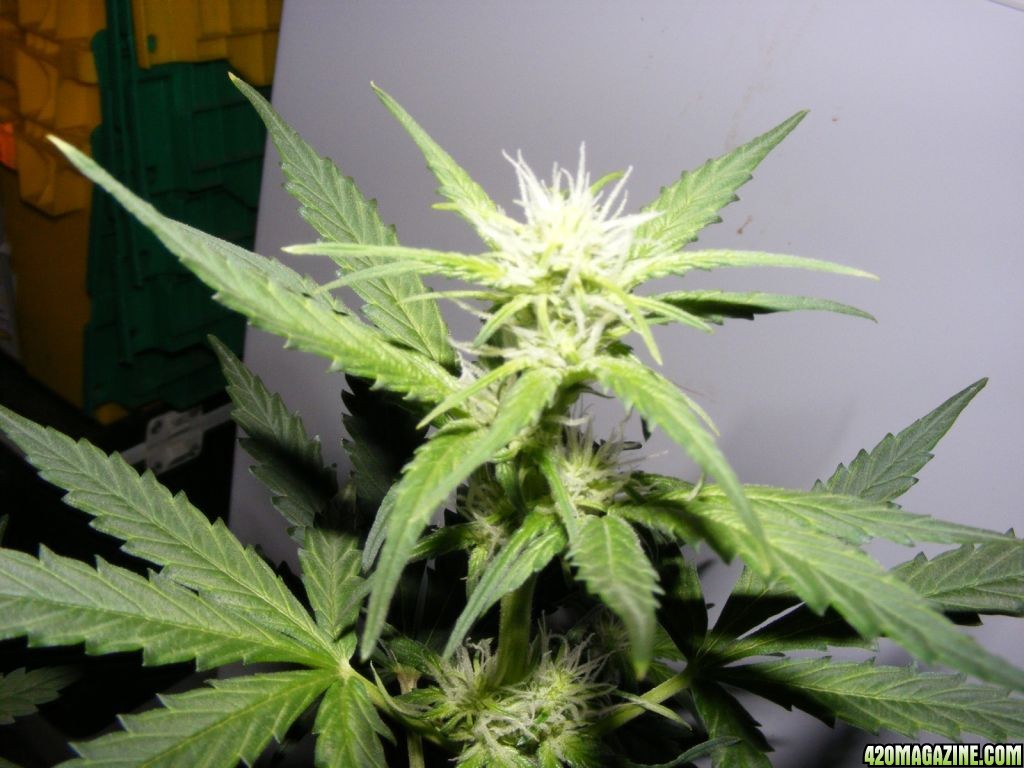 Auto_Berry_Day_35_From_seed_Flowering_3_.JPG