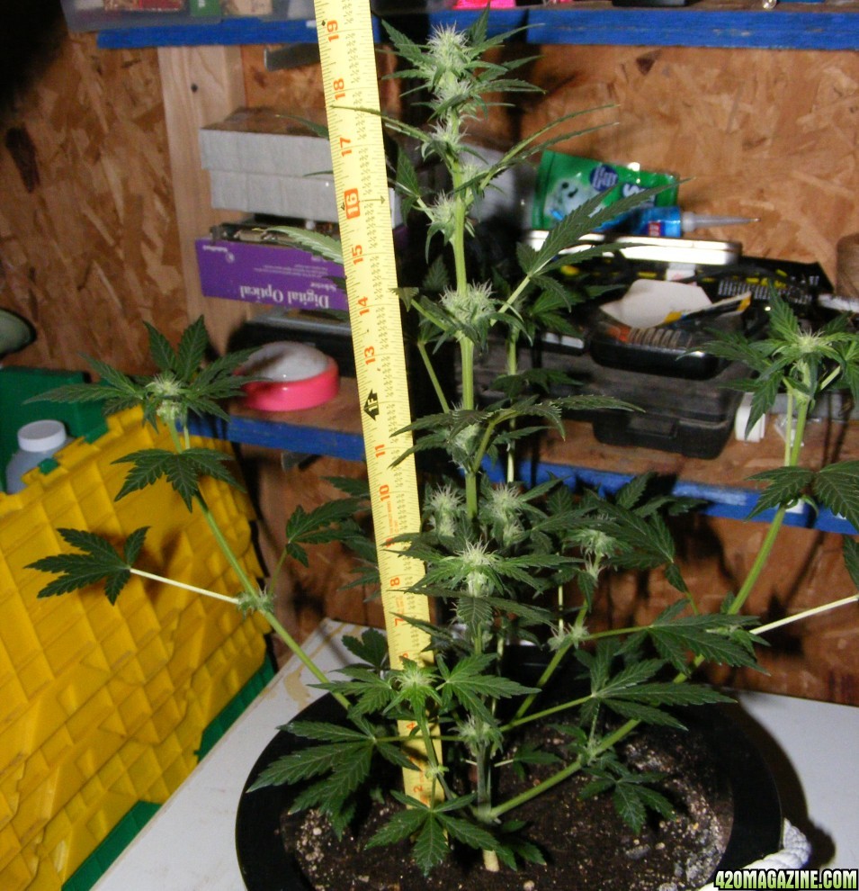 Auto_Berry_Day_39_from_seed_2_.JPG