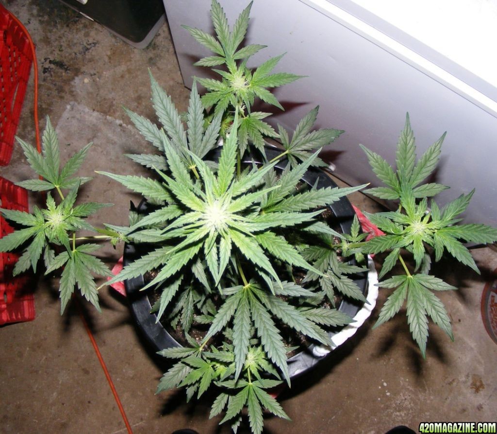 Auto_Berry_Day_39_from_seed_3_.JPG