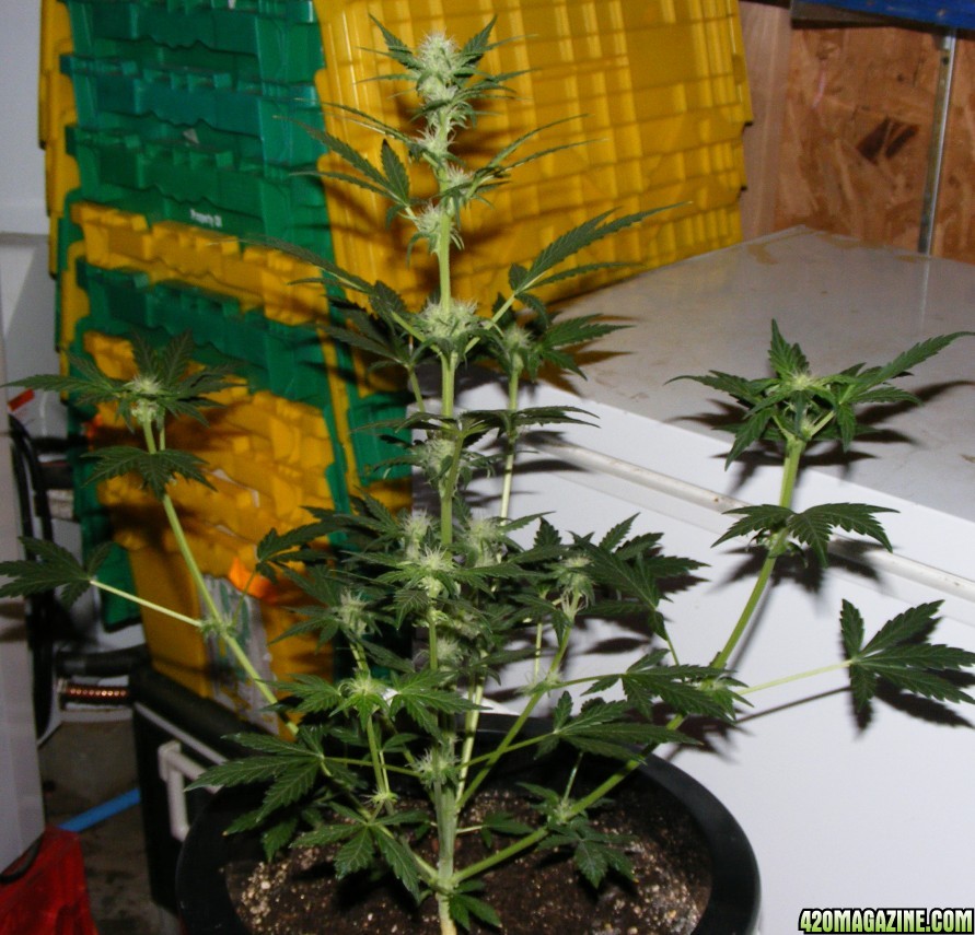 Auto_Berry_Day_39_from_seed_5_.JPG