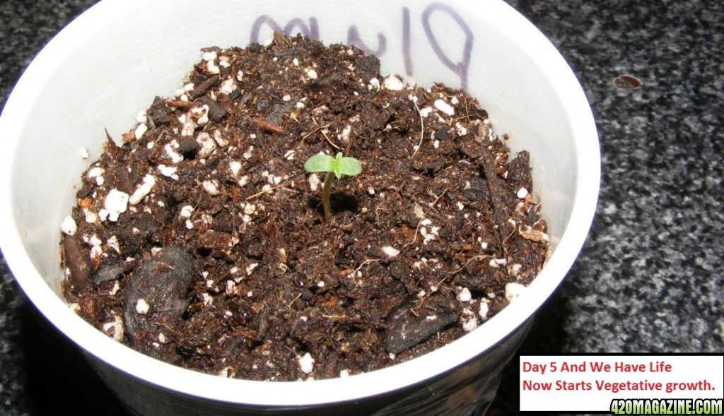 Auto_Berry_Germination_11_.JPG