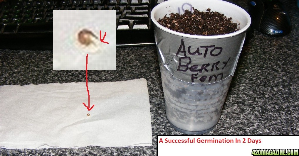 Auto_Berry_Germination_6_.JPG