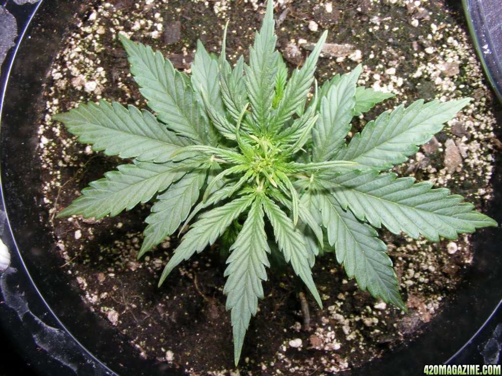 Auto_Berry_Vegetative_Growth_10_.JPG