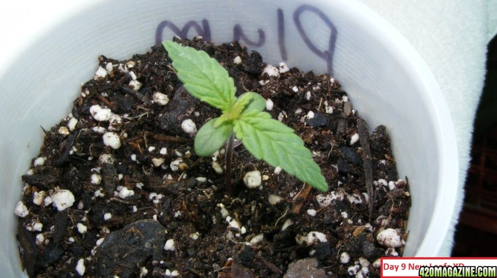 Auto_Berry_Vegetative_Growth_2_.JPG