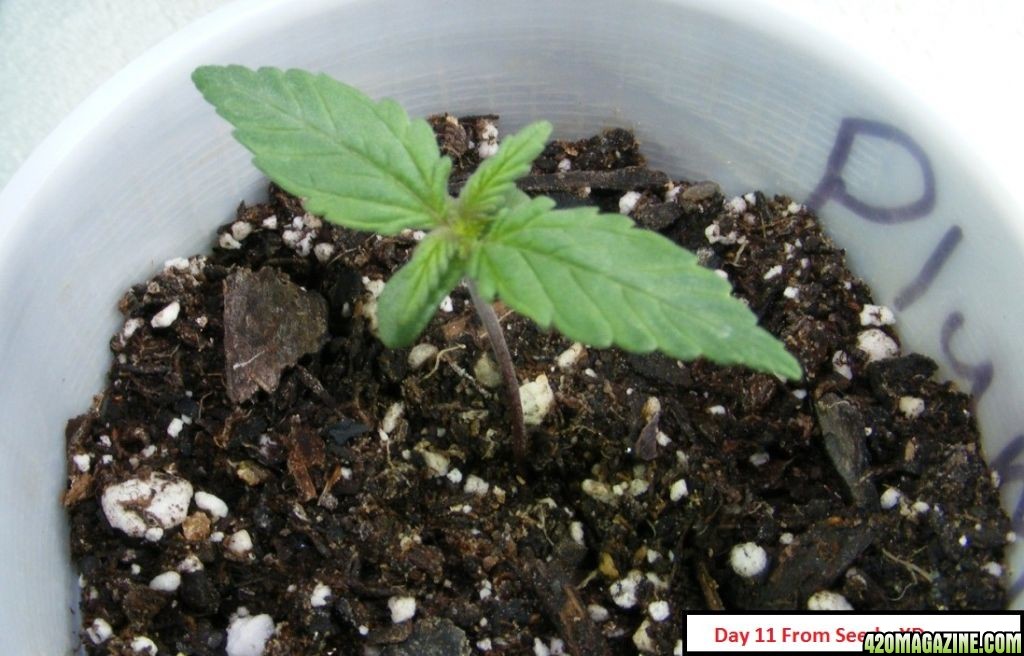 Auto_Berry_Vegetative_Growth_3_.JPG