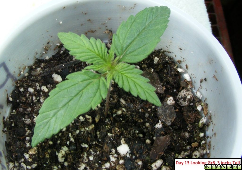 Auto_Berry_Vegetative_Growth_4_.JPG