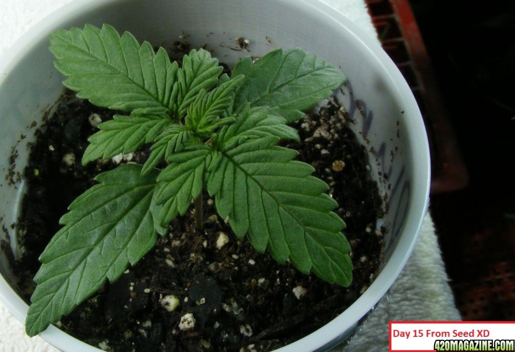 Auto_Berry_Vegetative_Growth_5_.JPG