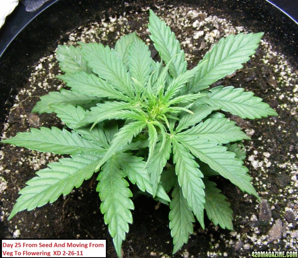 Auto_Berry_Vegetative_Growth_9_.JPG