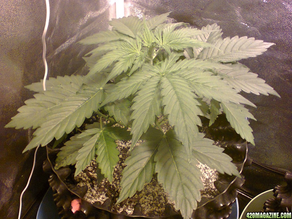 Auto_Sweet_Skunk_-_Day_26.jpg