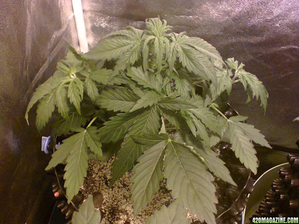 Auto_Sweet_Skunk_-_Day_27.jpg