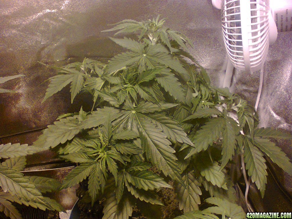 Auto_Sweet_Skunk_-_Day_32_-_21JUN2015.jpg